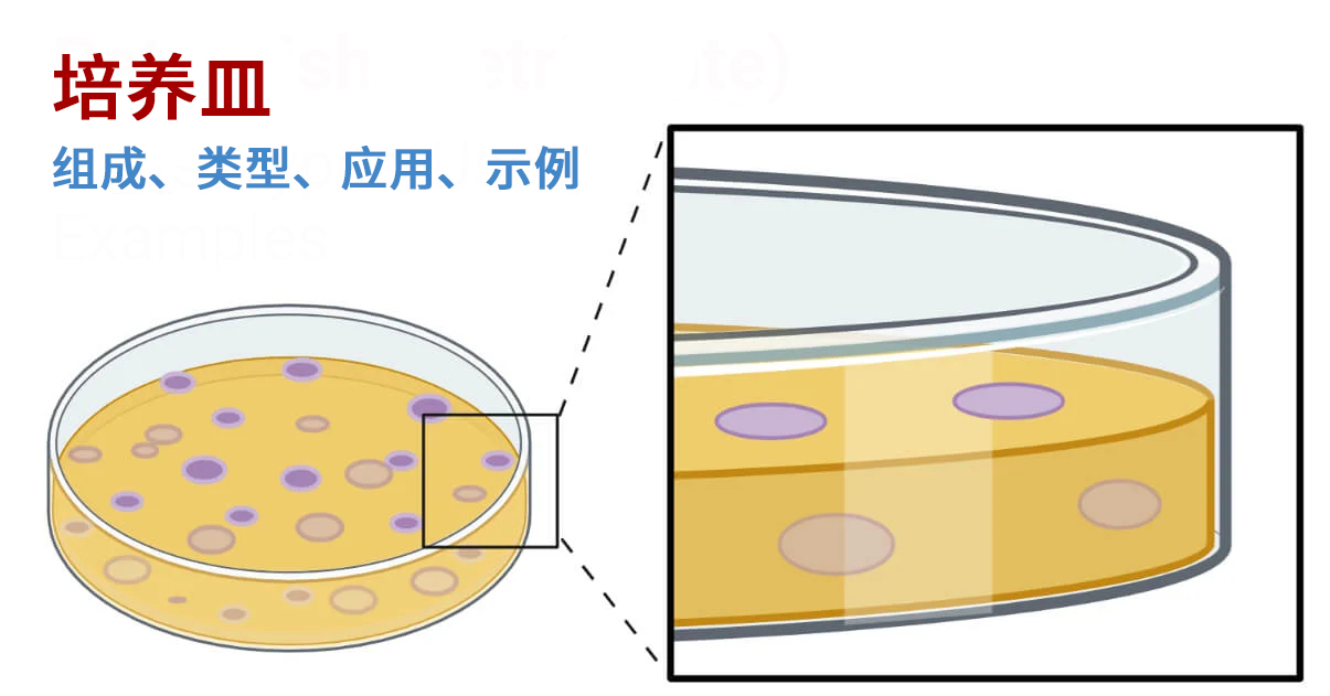 培養(yǎng)皿：定義、部件、類型、用途、4 個(gè)示例