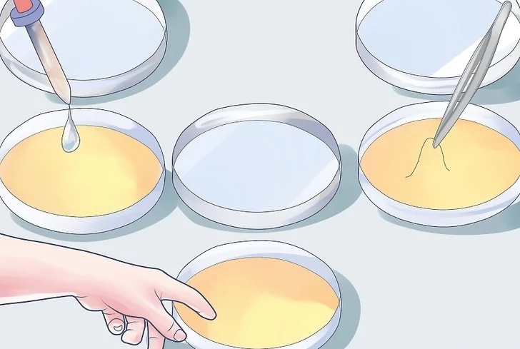 將細菌引入培養(yǎng)皿中