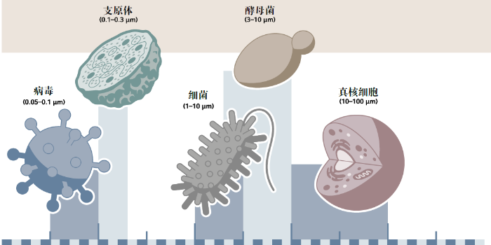 常見(jiàn)細(xì)胞污染的類型